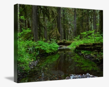 3913813610, Png V - Valdivian Temperate Rain Forest, Transparent Png, Free Download