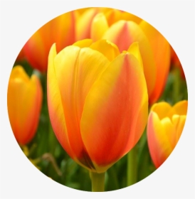 Tulips On The Go - Sprenger's Tulip, HD Png Download, Free Download