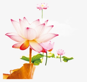 This Graphics Is Wen Hao Fresh Hand Painted Lotus Flower - Nymphaea Nelumbo, HD Png Download, Free Download