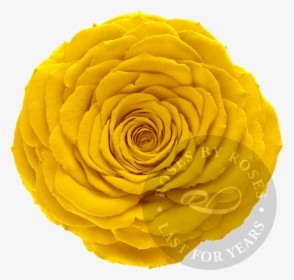 Preserved Yellow Rose, Premium Long-lasting Xl Yellow - Rose, HD Png Download, Free Download