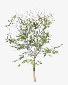 Transparent Plant Growing Png - Lärche Baum, Png Download, Free Download