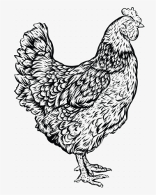 White Hen Png, Transparent Png, Free Download