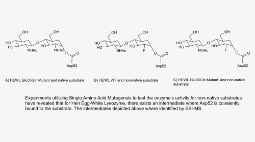 Lysozymeintermediates Copy - Aspartate And Glutamate Lysozyme, HD Png Download, Free Download