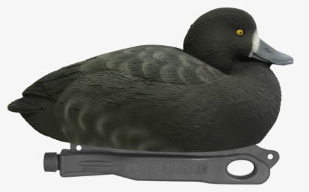 Greater Scaup, HD Png Download, Free Download