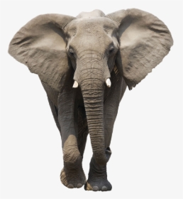 Elephant Png, Transparent Png, Free Download
