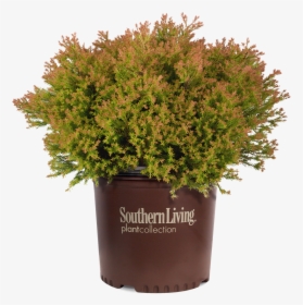 Fire Chief Arborvitae In Branded Pot - Southern Living Magazine, HD Png Download, Free Download