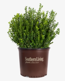 Baby Gem Boxwood In Container - Plantas Buxus Png, Transparent Png, Free Download