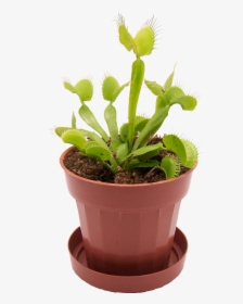 Venus Fly Trap Transparent Background, HD Png Download, Free Download