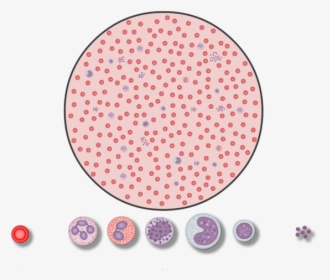 Animation Showing Magnified View Of A Drop Of Blood - Full Blood Count Cells, HD Png Download, Free Download
