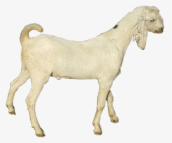 Goat , Png Download - Goat, Transparent Png, Free Download