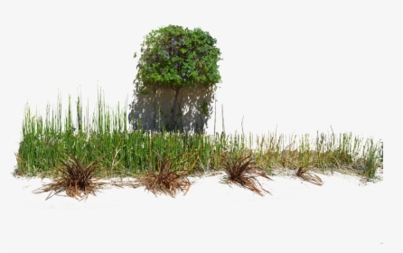 7 Kbytes - Png Tree Grass, Transparent Png, Free Download