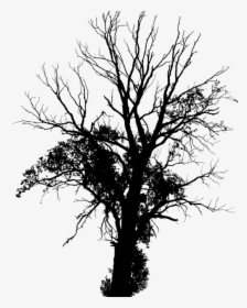 American Larch,pine Family,plant - Creepy Tree Silhouette Transparent, HD Png Download, Free Download