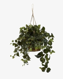 Transparent Green Plant Png - Transparent Hanging Plants Png, Png Download, Free Download