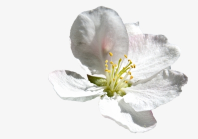 Thumb Image - Flor Branca Png, Transparent Png, Free Download