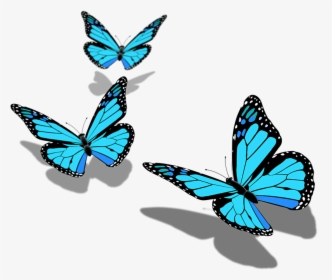 Butterfly Png Pic Hd , Png Download - Transparent Background Butterfly Png Hd, Png Download, Free Download