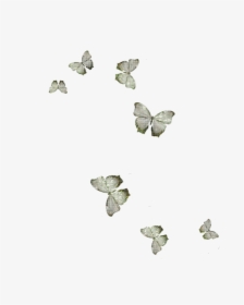 Little Butterflies Image Png, Transparent Png, Free Download