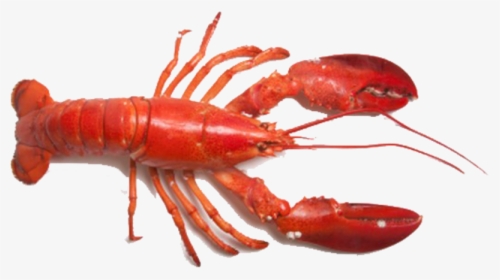 Transparent Lobster Tail Png - Lobster Png Hd, Png Download, Free Download