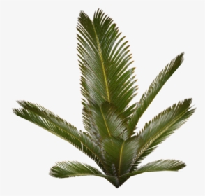 Palm Plant - Palm Fern Png, Transparent Png, Free Download