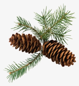 Pine Cone 3d Png Image - Pine Cones Png, Transparent Png, Free Download