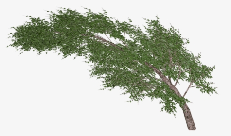 Tree Waving In Wind - Arbol Viento Png, Transparent Png, Free Download