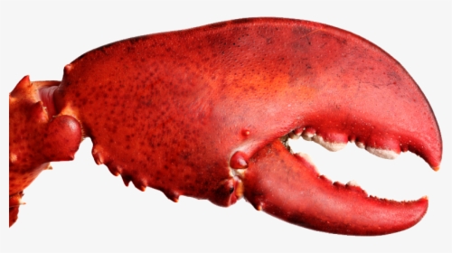 Lobster Crusher Claw, HD Png Download, Free Download