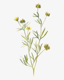 Familiar Wild Flowers, Flower, Wildflower, Plant, Flora - Transparent Wild Flowers Png, Png Download, Free Download