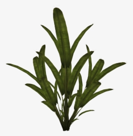 Preview - Plants Palm Png, Transparent Png, Free Download