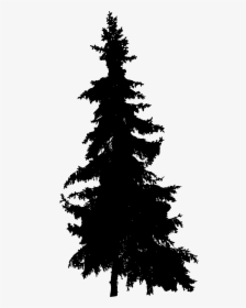 Silhouette Pine Tree Png, Transparent Png, Free Download