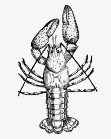 Picture Library Crawfish Clipart Crayfish - Crayfish Black And White, HD Png Download, Free Download