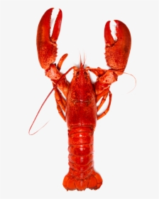 Benefit Of Lobster, HD Png Download, Free Download