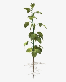 Soybean Plant Clipart, HD Png Download, Free Download