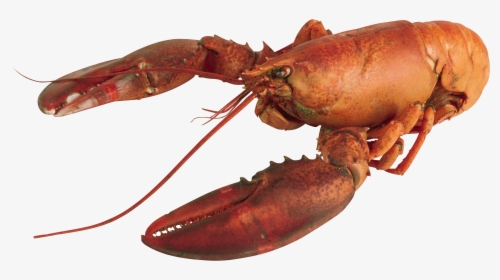 Lobster Png - Lobster With Transparent Background, Png Download, Free Download