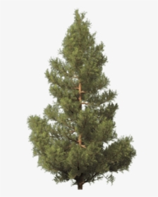 Fir Tree Free Png Image Download - Spruce Artificial Christmas Tree, Transparent Png, Free Download