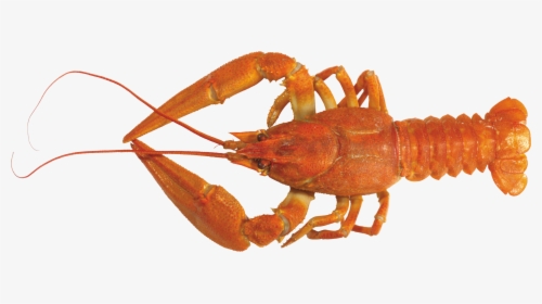 Lobster Png - American Lobster Png, Transparent Png, Free Download