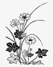 Flowering Plants Black And White, HD Png Download, Free Download