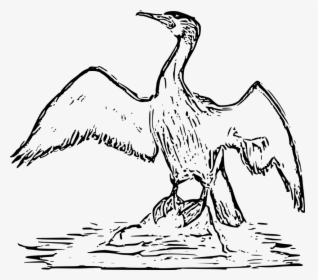 Cormorant, Sea Raven, Wings, Water - Cormorant Bird Drawing, HD Png Download, Free Download