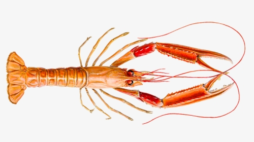Lobster - Icelandic Lobster, HD Png Download, Free Download