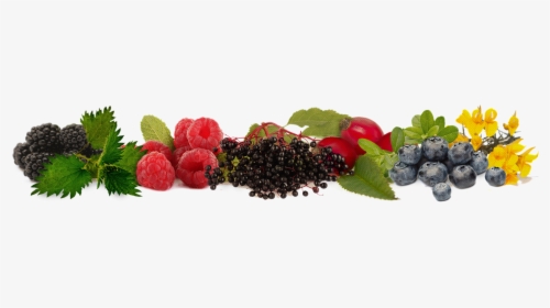 Elderberry, HD Png Download, Free Download