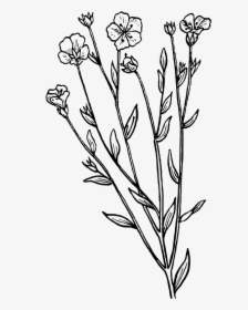 Lavender Clipart Black And White, HD Png Download, Free Download