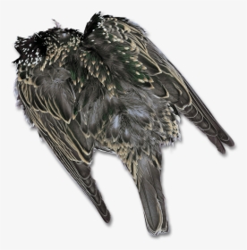 Starling Skin - European Starling, HD Png Download, Free Download