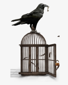 Transparent Bird Cage Png, Png Download, Free Download