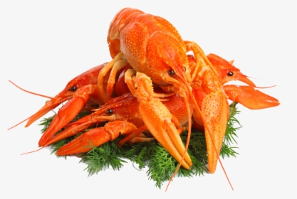 Lobster Png - Crayfish Beer Png, Transparent Png, Free Download