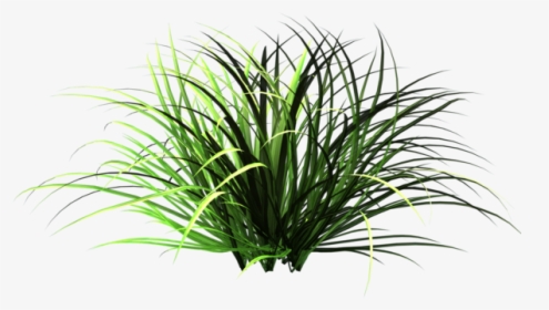 Wild Grass Patch Png, Transparent Png, Free Download