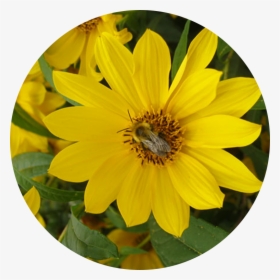 Yellow Flower - African Daisy, HD Png Download, Free Download