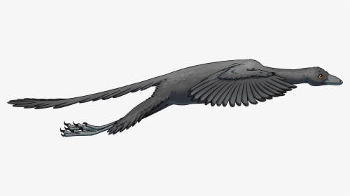 Archaeopteryx Flight, HD Png Download, Free Download