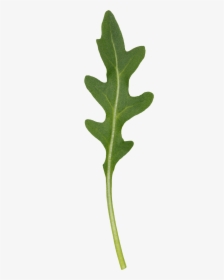 Wild Rocket - Gambel Oak, HD Png Download, Free Download