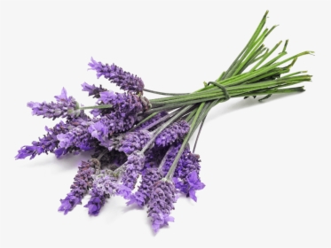 Lavender Bunch Close Up - Lavender Flower, HD Png Download, Free Download