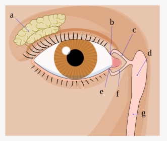Glandulas Lacrimais, HD Png Download, Free Download