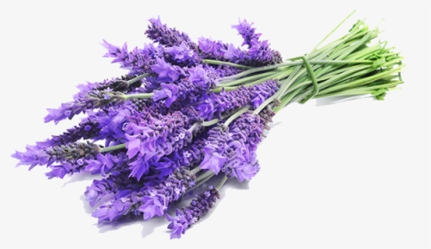 Lavender Angustifolia Nz What Does The Flower Look, HD Png Download, Free Download