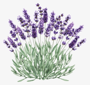 Clip Art Lavender Sprig - Lavender Plant Clip Art, HD Png Download, Free Download